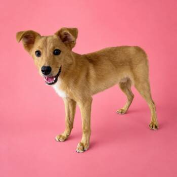 Taz -  Golden Retriever and Shepherd Dog for Adoption in Heber Springs, Arkansas - Taz | PetCurious