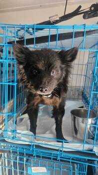 Pomeranian Dogs Available for Adoption - Carl | PetCurious