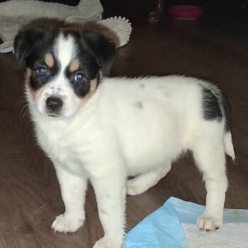 Rescue Shepherd and Mixed Breed Dogs for Adoption in Austin, Texas - BB. JuM/GC | PetCurious