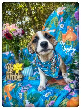 Quigley -  Beagle and Hound Dog for Adoption in Sebring, Florida - Quigley | PetCurious