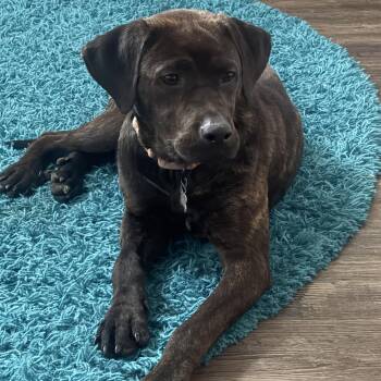 Kipper -  Plott Hound and Mixed Breed Dog for Adoption in Houston, Texas - Kipper | PetCurious