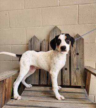 Rescue Beagle Dogs for Adoption in Parsons, Kansas - Maeve | PetCurious