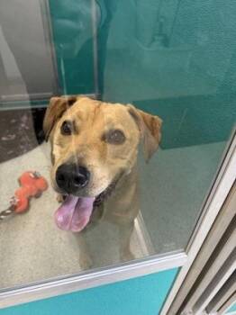 Hank -  Pit Bull Terrier and Mixed Breed Dog for Adoption in Pequot Lakes, Minnesota - Hank | PetCurious
