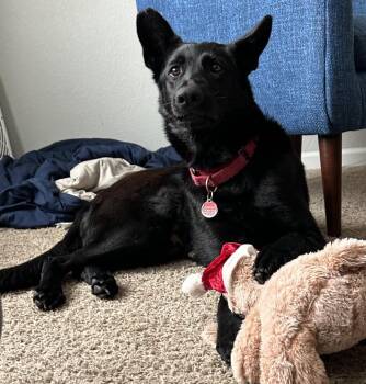 Onyx -  German Shepherd Dog Dog for Adoption in Incline Village, Nevada - Onyx | PetCurious