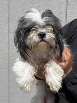 Pixie -  Shih Tzu and Mixed Breed Dog for Adoption in Vacaville, California - Pixie | PetCurious