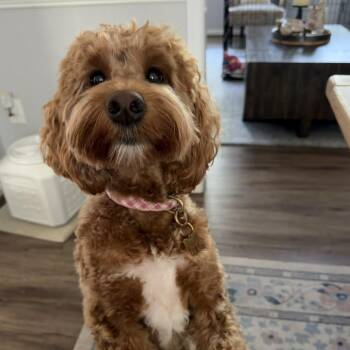 Millie -  Poodle and Mixed Breed Dog for Adoption in Arlington, Virginia - Millie | PetCurious