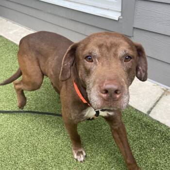 Husky and Labrador Retriever Dogs Available for Adoption in Greensboro, North Carolina - Big Boy | PetCurious