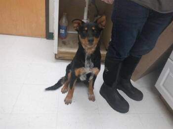 Australian Cattle Dog Blue Heeler and Mixed Breed Dogs Available for Adoption in Oroville, California - DOC | PetCurious