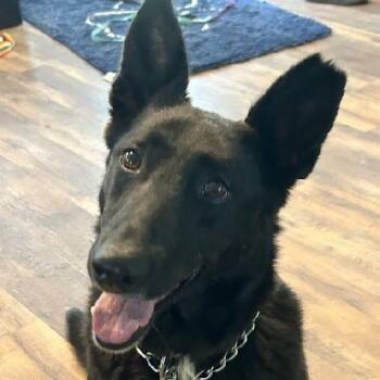 PENNY -  German Shepherd Dog Dog for Adoption in Scottsburg, Indiana - PENNY | PetCurious