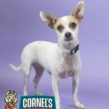 Mouse -  Chihuahua Dog for Adoption in Portland, Oregon - Mouse | PetCurious