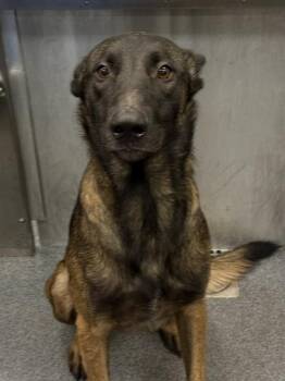 SOLOMAN -  Belgian Shepherd Malinois Dog for Adoption in Dallas, Texas - SOLOMAN | PetCurious