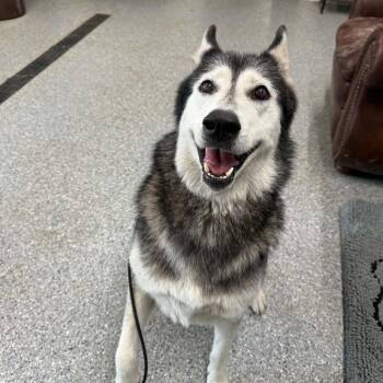 Dollie -  Husky Dog for Adoption in Spring Hill, Kansas - Dollie | PetCurious