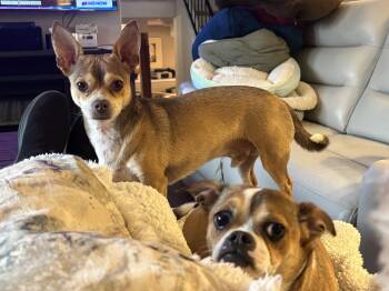 Chihuahua Dogs Available for Adoption in Minneapolis, Minnesota - Muttley D6116 & Jeff D6115 (Bonded Pair) | PetCurious