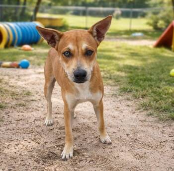 Carolina Dog Dogs Available for Adoption - Jack | PetCurious