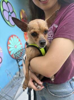 Rocky -  Chihuahua Dog for Adoption in West Hollywood, California - Rocky | PetCurious