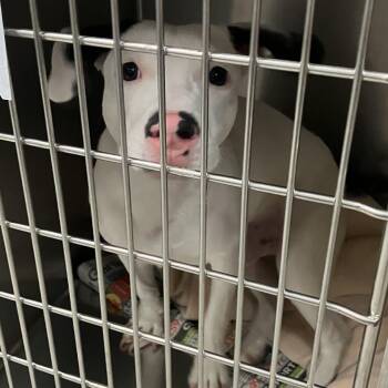 Hulk -  Mixed Breed Dog for Adoption in Parma, Ohio - Hulk | PetCurious