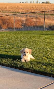 Little Bear -  Bichon Frise Dog for Adoption in Ephrata, Washington - Little Bear | PetCurious