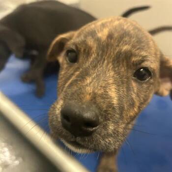 American Staffordshire Terrier Dogs Available for Adoption in San Antonio, Texas - LARRY | PetCurious