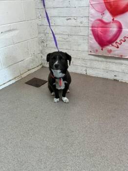 Pit Bull Terrier Dogs Available for Adoption - POE | PetCurious