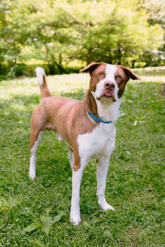 Rescue Labrador Retriever and Mixed Breed Dogs for Adoption in Knoxville, Tennessee - Rocky | PetCurious