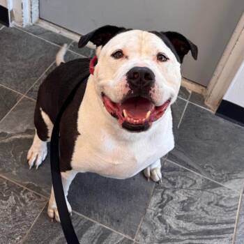 American Bulldog and Terrier Dogs Available for Adoption in Clearwater, Florida - Hendrix | PetCurious