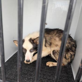 Noelle -  Collie Dog for Adoption in York, Pennsylvania - Noelle | PetCurious