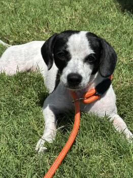 Kiwi -  Chihuahua Dog for Adoption in Murrieta, California - Kiwi | PetCurious