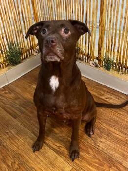 Remi Roo -  Mixed Breed Dog for Adoption in Ocala, Florida - Remi Roo | PetCurious