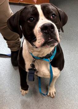 Pit Bull Terrier Dogs Available for Adoption - Dug | PetCurious