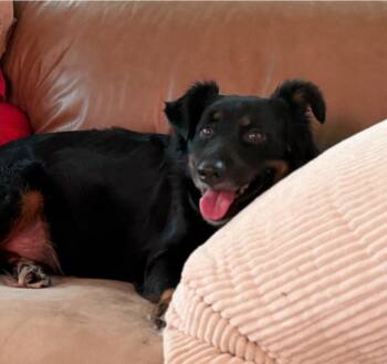 Bub HW+ -  Rottweiler and Australian Shepherd Dog for Adoption in Sedalia, Colorado - Bub HW+ | PetCurious