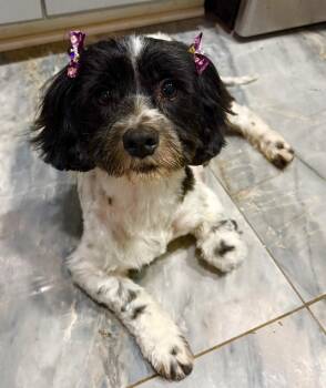 Mochi -  Shih Tzu Dog for Adoption in Richmond, Texas - Mochi | PetCurious