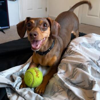 Guinevere -  Dachshund Dog for Adoption in Springboro, Ohio - Guinevere | PetCurious
