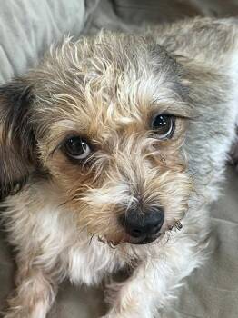 Tilly -  Shih Tzu and Yorkshire Terrier Dog for Adoption in Manchester, Tennessee - Tilly | PetCurious