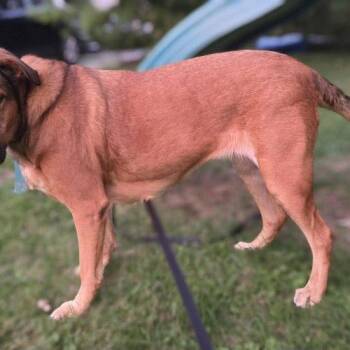 Robin -  Mixed Breed and German Shepherd Dog Dog for Adoption in Sunderland, Ontario - Robin | PetCurious