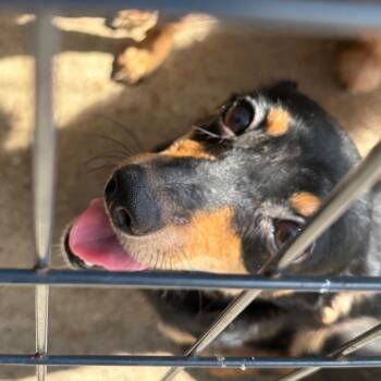 Samson -  Mixed Breed Dog for Adoption in Lake Jackson, Texas - Samson | PetCurious