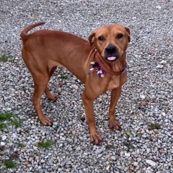 Biscuit -  Pit Bull Terrier and Mixed Breed Dog for Adoption in Farmersville, Ohio - Biscuit | PetCurious
