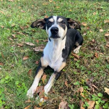 Rescue Rat Terrier and Mixed Breed Dogs for Adoption in Carencro, Louisiana - Tchotchke | PetCurious
