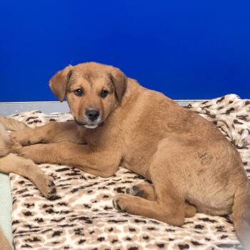 Rescue Mixed Breed Dogs for Adoption in Drumheller, Alberta - Butter | PetCurious