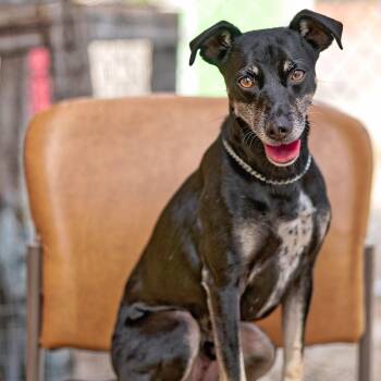 Rescue Terrier Dogs for Adoption in Clarinda, Iowa - Shady | PetCurious