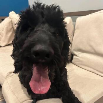 Oliver - Handsome, Smart, Lovable Labradoodle -  Labradoodle Dog for Adoption in Sugar Land, Texas - Oliver - Handsome, Smart, Lovable Labradoodle | PetCurious