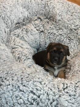Belgian Shepherd Malinois and Labrador Retriever Dogs Available for Adoption in Jurupa Valley, California - Potato | PetCurious
