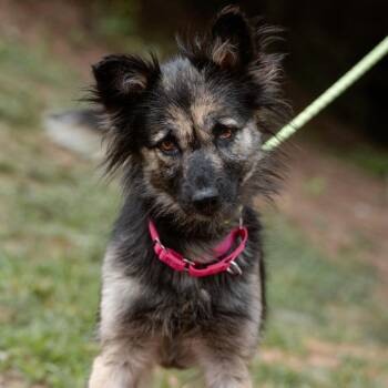 Fiona -  Mixed Breed Dog for Adoption in Chester Springs, Pennsylvania - Fiona | PetCurious