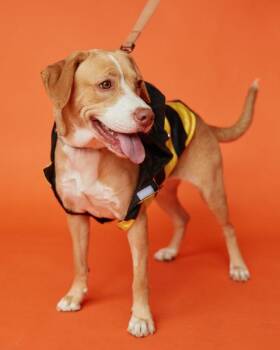 PRETTY PRETTY -  Labrador Retriever Dog for Adoption in Pegram, Tennessee - PRETTY PRETTY | PetCurious