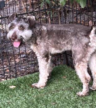Fritz -  Schnauzer and Poodle Dog for Adoption in Sarasota, Florida - Fritz | PetCurious