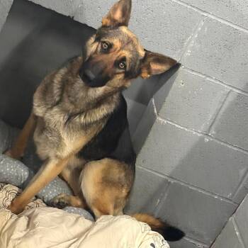Queeny -  Shepherd Dog for Adoption in Corbin, Kentucky - Queeny | PetCurious