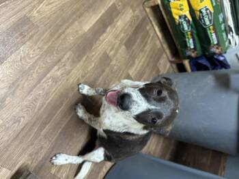 Rescue Australian Cattle Dog Blue Heeler Dogs for Adoption in Palmhurst, Texas - Emmy | PetCurious