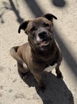 Pit Bull Terrier Dogs Available for Adoption in Eagle, Idaho - Bill *Courtesy Post. Out Of Town Pet. See Below For Details* | PetCurious