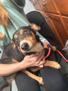 Jack Russell Terrier and Chihuahua Dogs Available for Adoption in Fayetteville, West Virginia - Bear | PetCurious