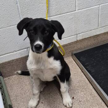 Mixed Breed Dogs Available for Adoption in Ardmore, Oklahoma - SwordFish | PetCurious