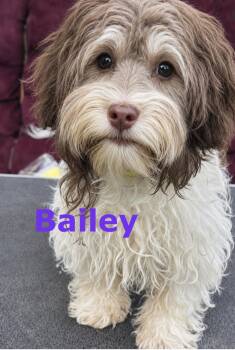 Bailey -  Havanese Dog for Adoption in Semmes, Alabama - Bailey | PetCurious